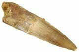 Fossil Spinosaurus Tooth - Real Dinosaur Tooth #286739-1